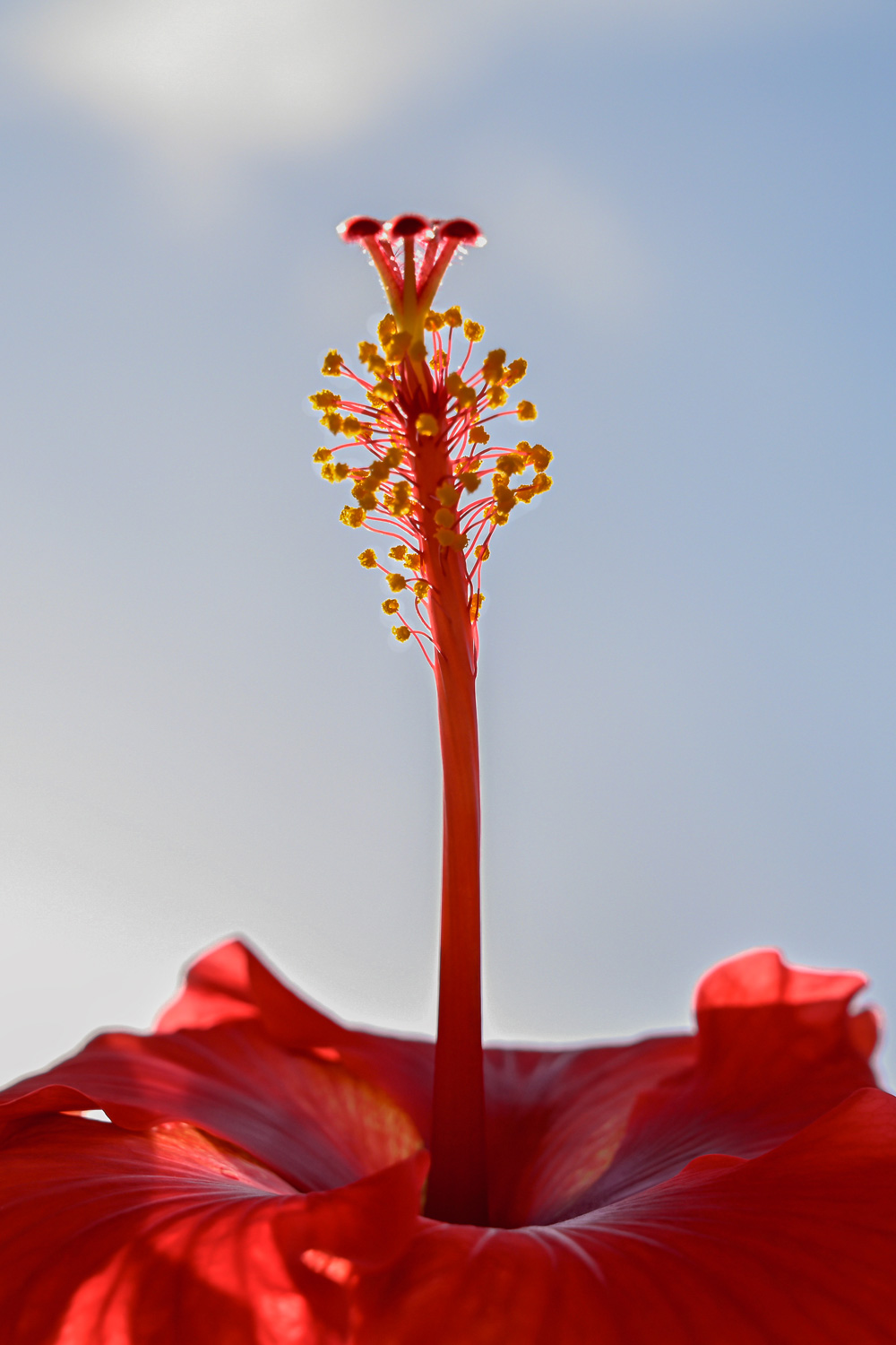 Close-up of a vibrant red hibiscus flower with soft sky background