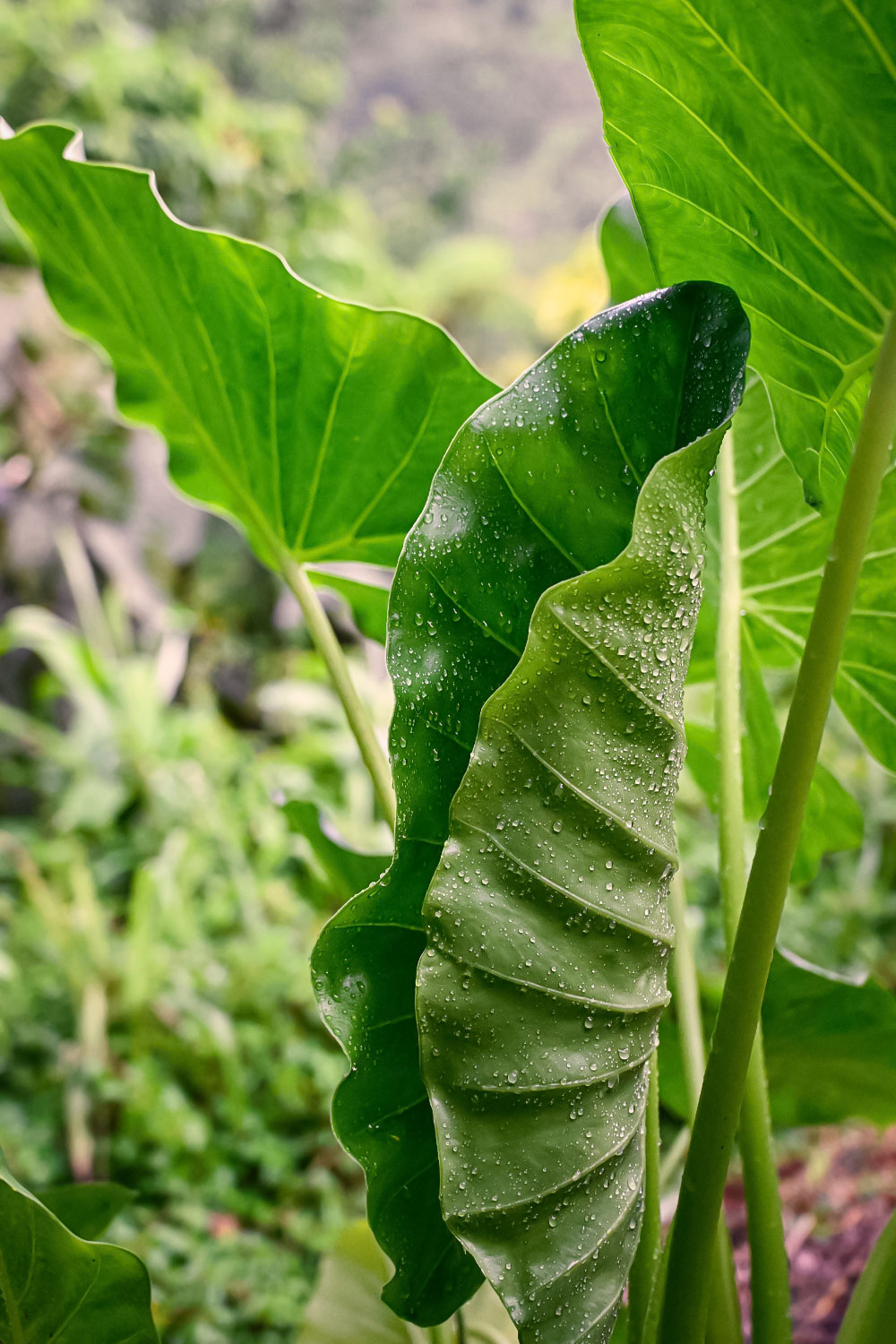 Large tropical green leaf with morning dew in a Puerto Rican garden