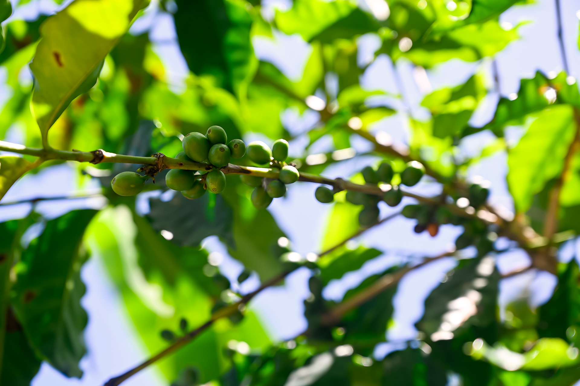 Coffee plant with green coffee cherries growing in the mountains of Puerto Rico, surrounded by lush tropical leaves