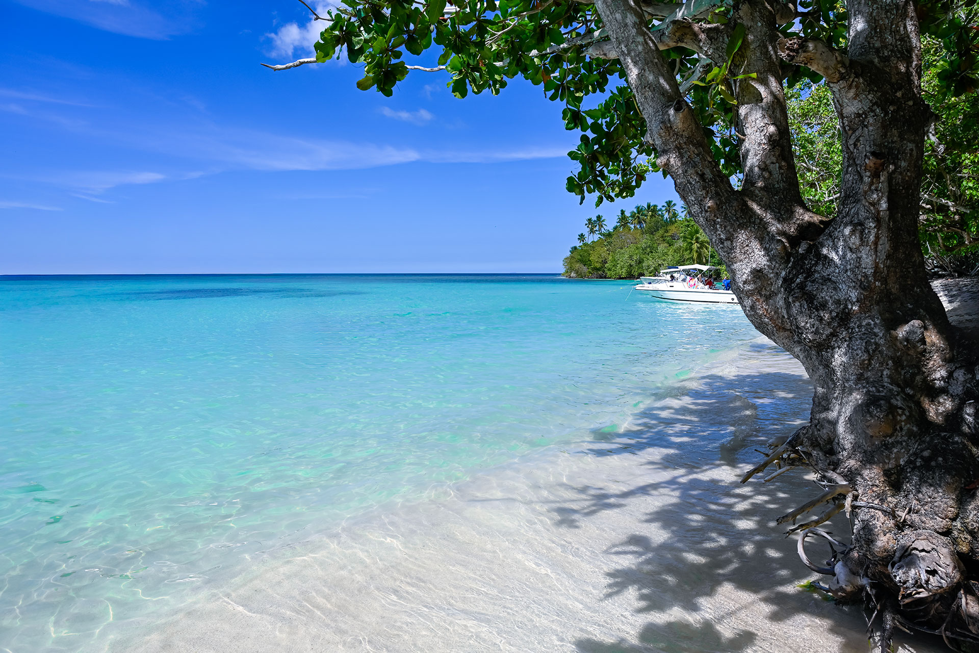 Shaded shoreline at Playa Buyé in Cabo Rojo with clear water and natural tree cover along Puerto Rico’s west coast