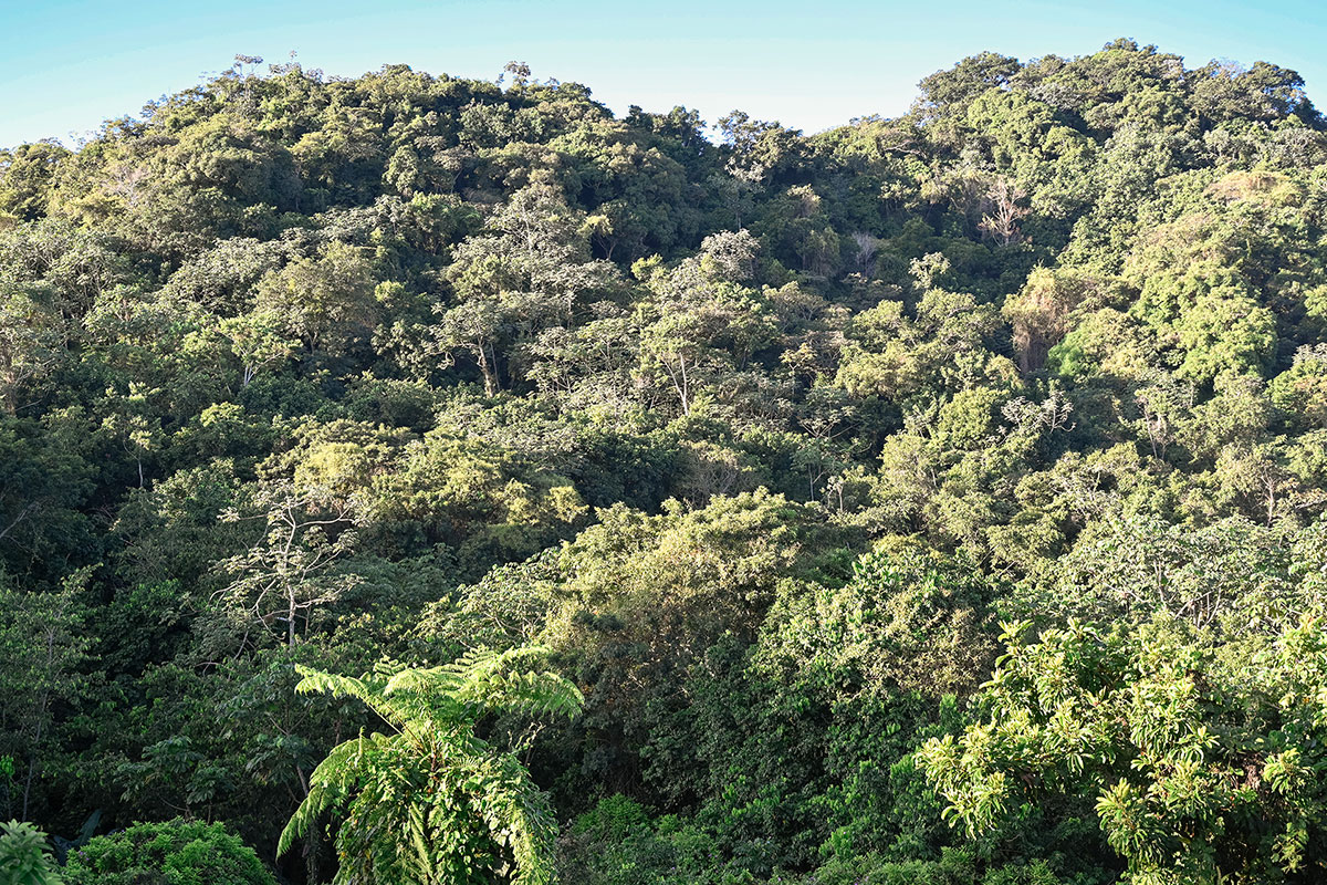 Mountain and forest view from Hacienda Eterna Primavera in Puerto Rico’s western interior