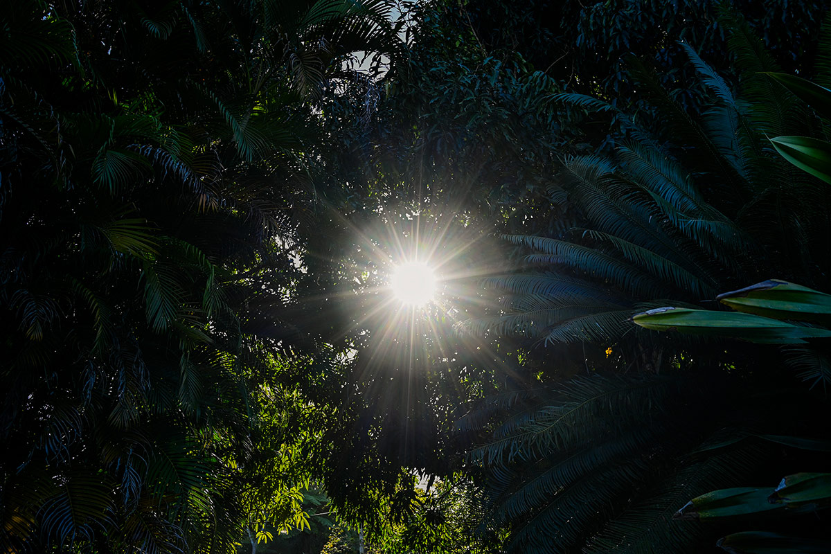 Sunlight shining through dense tropical forest at a mountain retreat in Puerto Rico