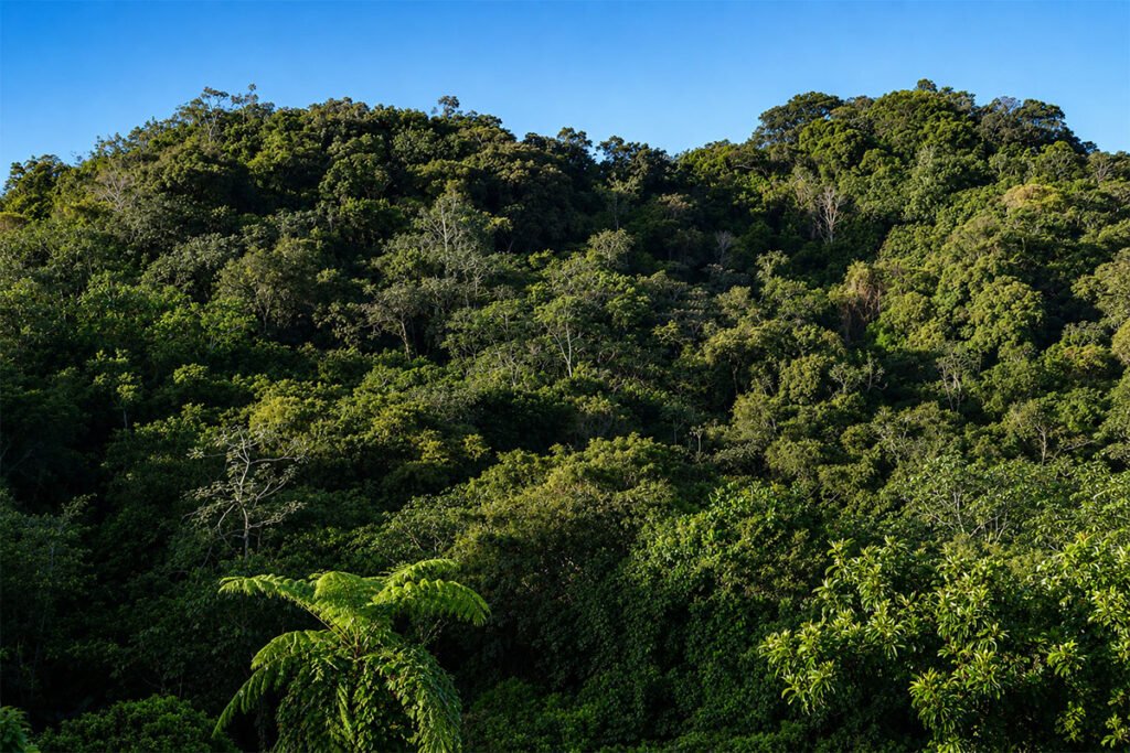 Mountain forest view in Puerto Rico showcasing the natural surroundings and peaceful atmosphere of a nature stay.