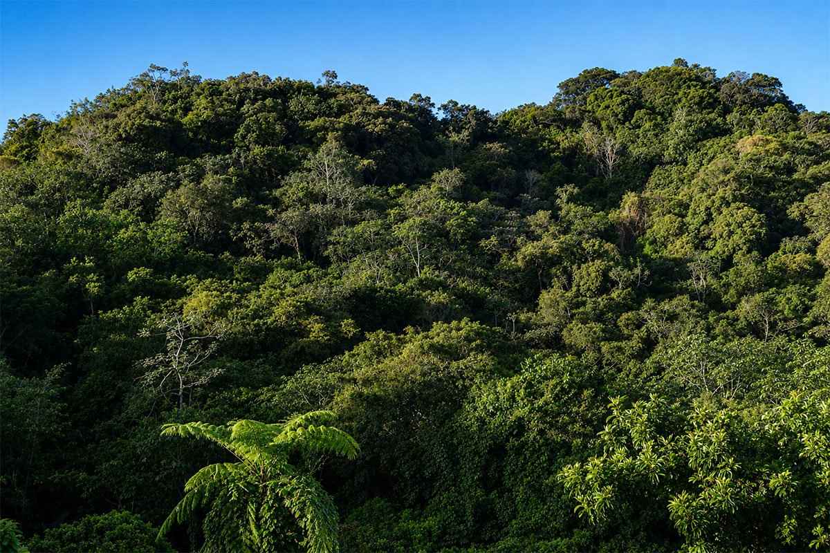 Mountain forest view in Puerto Rico showcasing the natural surroundings and peaceful atmosphere of a nature stay.